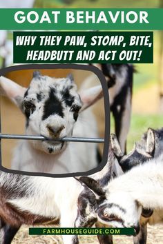 goat behavior why they pain, stomp, bite, headbutt and act out