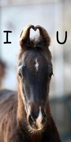 a horse with the word u on it's forehead and an upside down nose