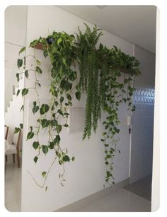 some green plants are growing on the wall