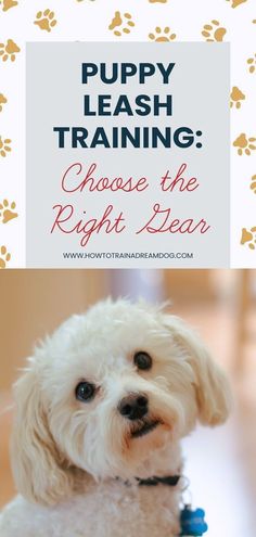 a white dog sitting on top of a wooden floor next to a sign that says puppy leash training choose the right gear