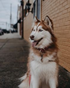 a brown and white dog sitting next to a brick building