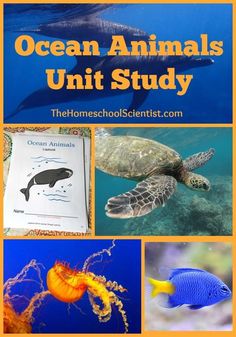 the ocean animals unit study includes pictures of sea animals