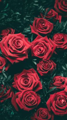 a bunch of red roses sitting on top of each other