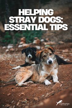 Helping Stray Dogs: Essential Tips