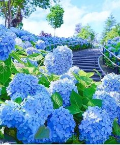 blue flowers are blooming in front of stairs