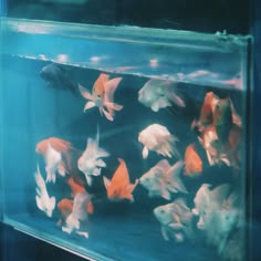 many goldfish are swimming in an aquarium