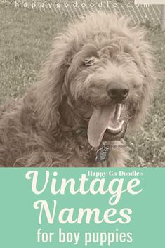 a dog with its tongue out and the words vintage names for boy puppies