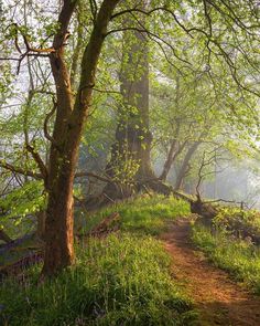 a path in the woods with trees and grass