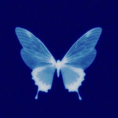 a blue and white butterfly flying through the air