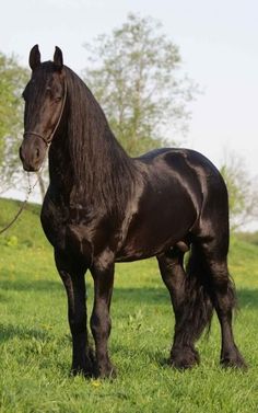 a large black horse standing on top of a lush green grass covered field with trees in the background