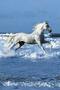 a white horse running through the ocean waves