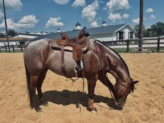 a brown horse standing on top of a dirt field