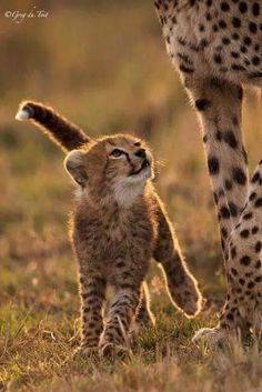 a baby cheetah standing next to an adult cheetah