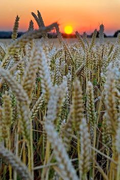 the sun is setting over a field of wheat in an open area with tall grass