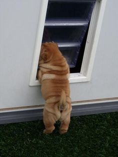 a brown dog standing on its hind legs and looking out the window at something outside