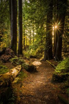 the sun is shining through the trees in the forest