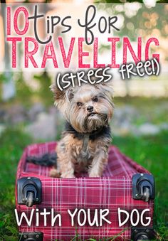 10 Tips for Traveling (Stress-Free!) with Your Dog | eBay Mites On Dogs, Dog Training Books, Dog Commands, Basic Dog Training, Tips For Traveling, Best Dog Training, Aggressive Dog, Dog Training Collar, Obedience Training