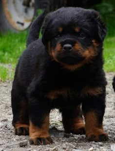 a black and brown puppy standing on top of a dirt road