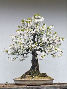 a bonsai tree with white flowers in a pot