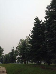 trees line the edge of a grassy area with a bench in the foreground and an overcast sky above