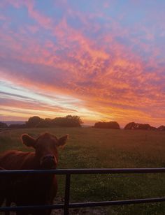 a brown cow standing next to a fence on top of a lush green field at sunset