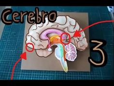 an image of the inside of a human brain with arrows pointing in different directions to it