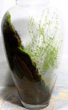 a glass vase with moss growing out of it