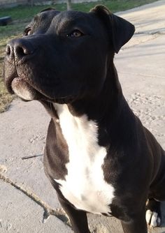 a black and white pitbull sitting on the side of a road next to grass