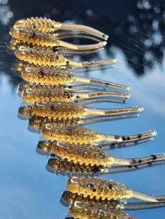 several combs are lined up in the water