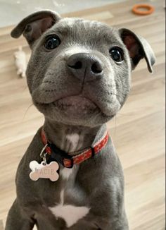 a gray and white dog sitting on top of a wooden floor