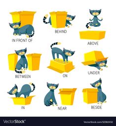 different types of cats in boxes