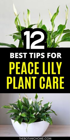 How to grow and care for peace lily plants, featuring peace lily plant care tips and guidance for maintaining indoor and outdoor peace lilies.