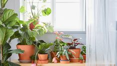 many potted plants sit on a table in front of a window with sheer curtains