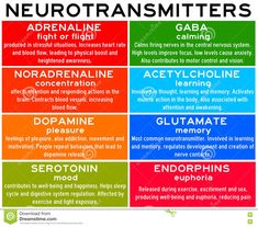 the neurotransmitters poster with different types of neurotans