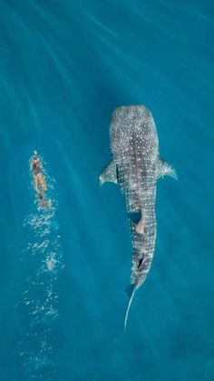 two people swimming in the ocean with a whale