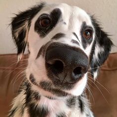 a black and white dog is looking at the camera