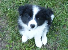 a black and white dog laying in the grass