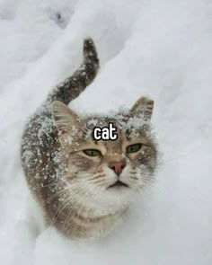 a cat that is looking up at the camera in the snow with caption eat