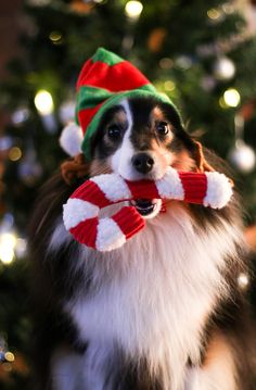 a dog wearing a christmas hat and holding a candy cane in front of a christmas tree