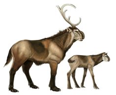 an adult and baby elk standing next to each other