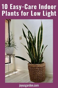 a potted plant with the words 10 easy care indoor plants for low light