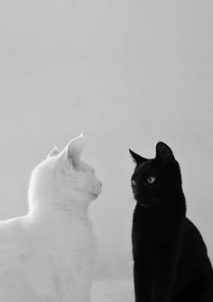 two cats sitting next to each other in black and white photo with one cat looking at the other