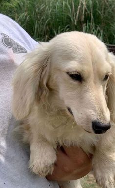 a person holding a white dog in their arms