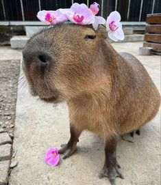 a close up of a capybara with flowers on its head