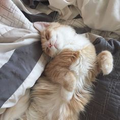 an orange and white cat laying on top of a bed