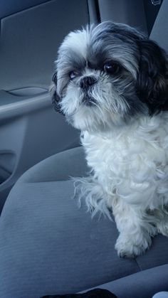 a black and white dog sitting in the back seat of a car