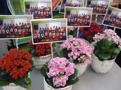 several potted plants with pictures on them and some flowers in the middle one is red