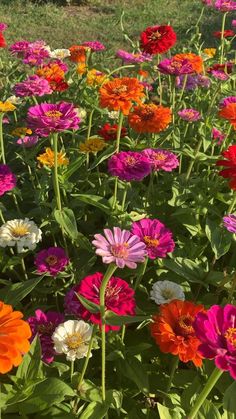 a field full of colorful flowers in the middle of it's blooming season