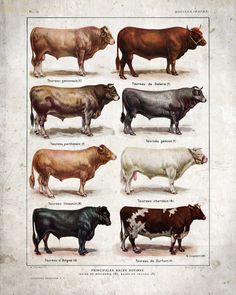 an old print shows different breeds of cattle