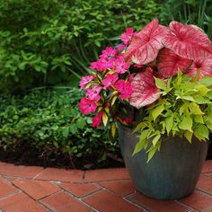 a potted plant sitting on top of a brick walkway